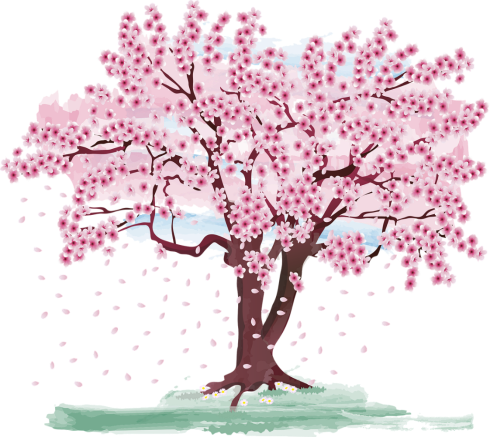 Cherry Blossom Tree Spring
